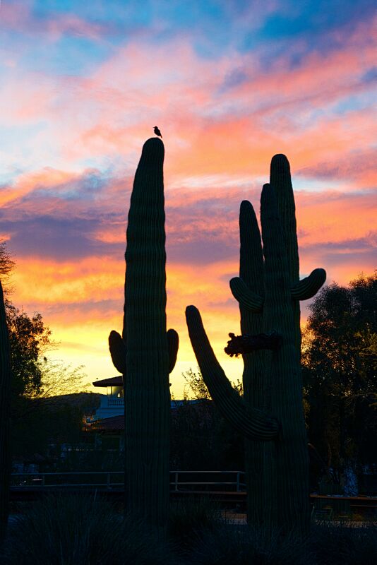 Evening Cactus